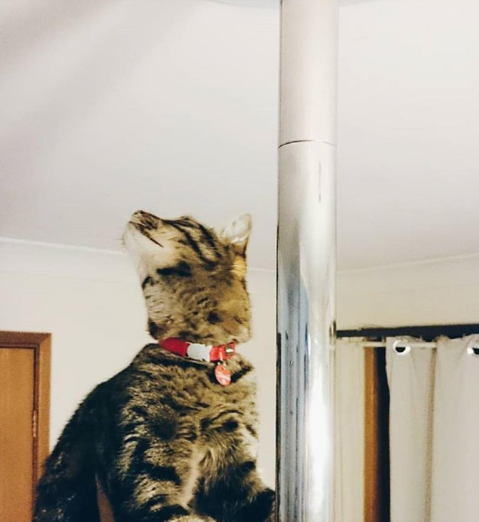 Tabby on Pole